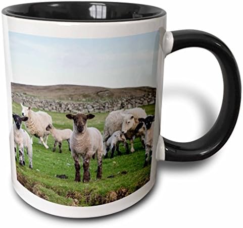 3розовая Шетландская овца, Традиционна порода Северните острови, Шотландският чаша, 11 грама, Черна