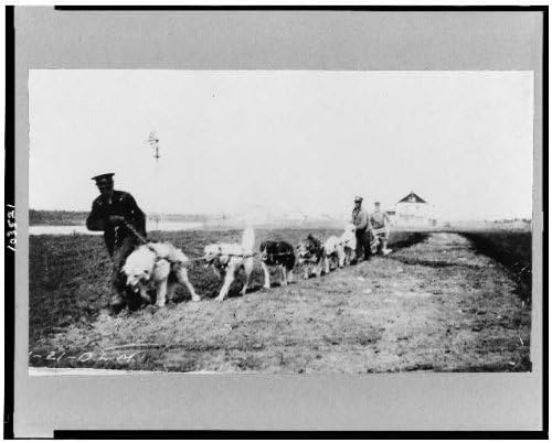 Исторически находки Снимка: Кучета, използвани за оран, Хей Река, северозападни територии, Канада, 1900-1923,